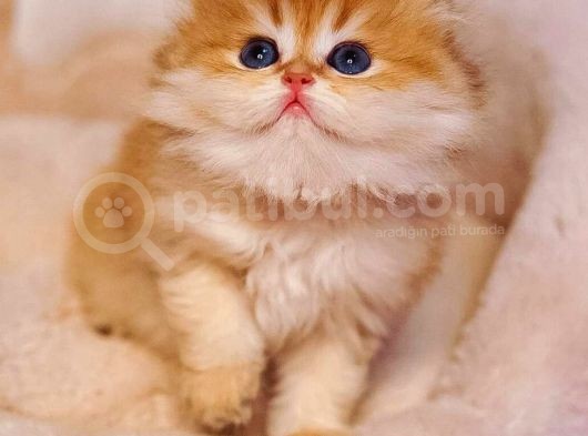 Top Kafa Ayi Surat Bri̇ti̇sh Shorthai̇r Bebekleri̇mi̇z görsel