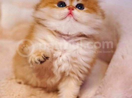 Top Kafa Ayi Surat Bri̇ti̇sh Shorthai̇r Bebekleri̇mi̇z görsel