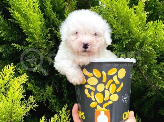 MALTESSE TERRİER  