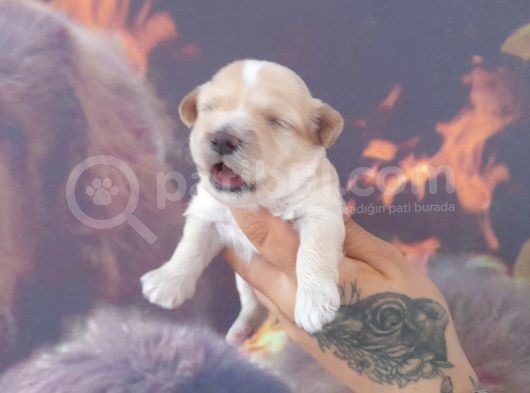 Maltipoo Yavrular görsel