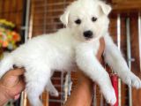 Ayi̇ Yavrusu Samoyed A Kali̇te Irk