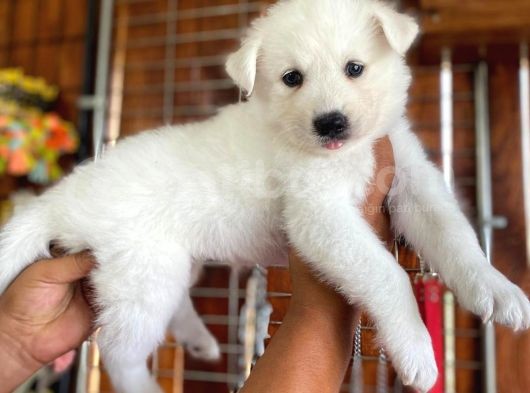 Ayi̇ Yavrusu Samoyed A Kali̇te Irk görsel