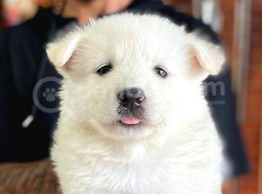 Ayi̇ Yavrusu Samoyed A Kali̇te Irk görsel