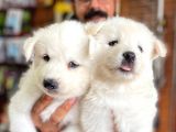 Ayi̇ Yavrusu Samoyed A Kali̇te Irk