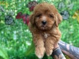 Orjinal Maltipoo Yavrularımız