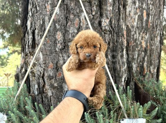 Ori̇ji̇nal Irk Garanti̇li̇ Toy Poodle Bebekler görsel