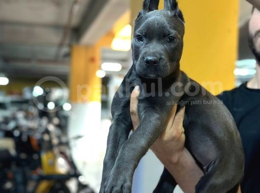 Safkan Cane Corso Di̇şi̇ Yavru