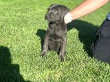 Safkan Cane Corso Di̇şi̇ Yavru