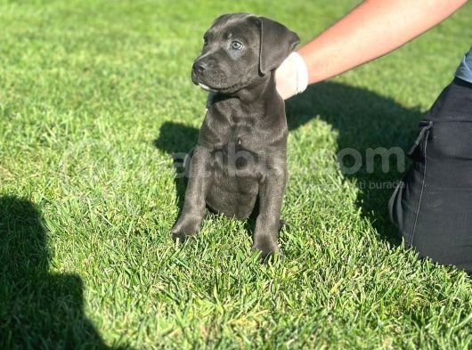 Safkan Cane Corso Di̇şi̇ Yavru görsel