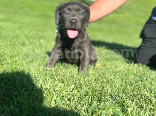Safkan Cane Corso Di̇şi̇ Yavru görsel