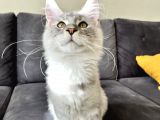 Safkan Full Şecereli̇ Maine Coon Yavru -- Uygun Fi̇yat --