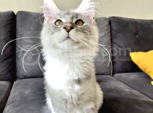 Safkan Full Şecereli̇ Maine Coon Yavru -- Uygun Fi̇yat -- görsel