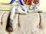 Safkan Full Şecereli̇ Maine Coon Yavru -- Uygun Fi̇yat --