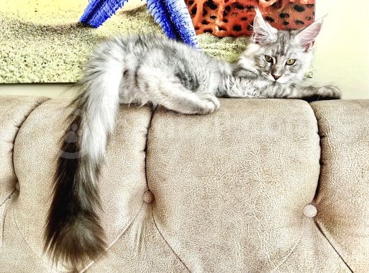 Safkan Full Şecereli̇ Maine Coon Yavru -- Uygun Fi̇yat -- görsel