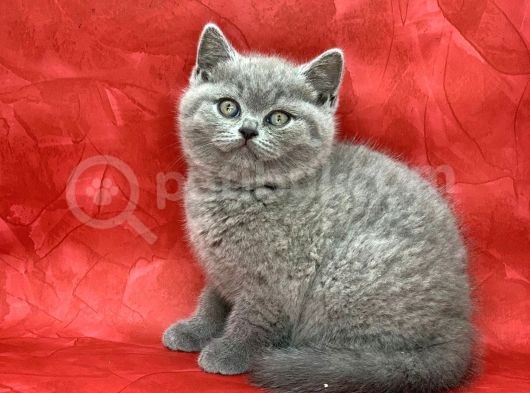 Bebek Yüzlü Orjinal British Shorthair Dişi Ve Erkek Yavrular görsel