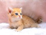 İnci Tanemiz Golden Ny11 British Shorthair