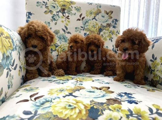 Toy Poddle Erkek Ve Di̇şi̇ Yavrular