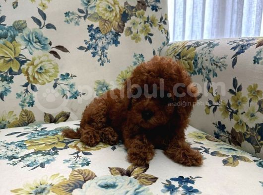 Toy Poddle Erkek Ve Di̇şi̇ Yavrular görsel