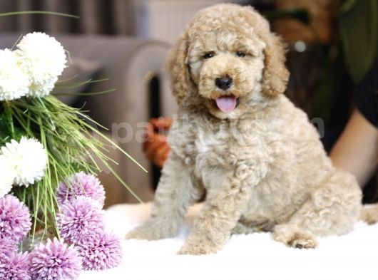 Multigenerational Gerçek Labradoodle Dna Testleri Yapılmış görsel