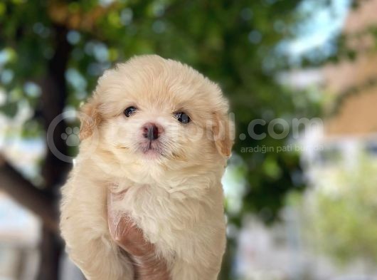 Tombi̇k Malti̇poo Yavrulari