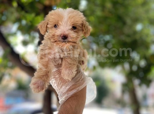 Özel Tea Cup Malti̇poo Yavrulari
