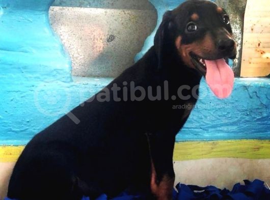 Kara Mamba Doberman Yavrulari