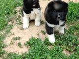 Ayıcık Suratlı Akita Yavrularımız Mevcut