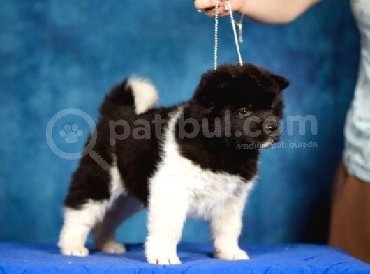 Ayıcık Suratlı Akita Yavrularımız Mevcut görsel