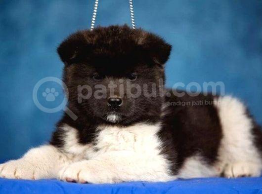 Ayıcık Suratlı Akita Yavrularımız Mevcut görsel