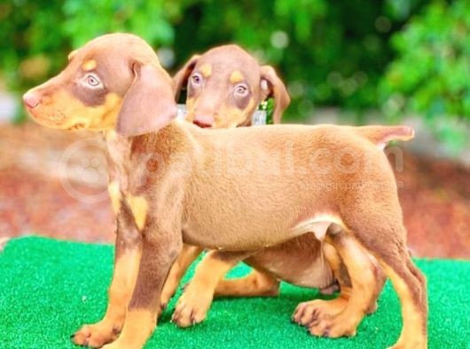 Kizil Anatomi̇ Hari̇kasi Dobermanlar görsel