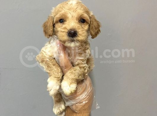 Safkanlik Garanti̇li̇ Malti̇poo Yavrulari