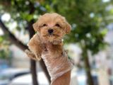 Özel Tea Cup Malti̇poo Yavrulari