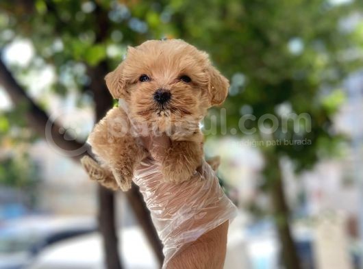 Özel Tea Cup Malti̇poo Yavrulari görsel