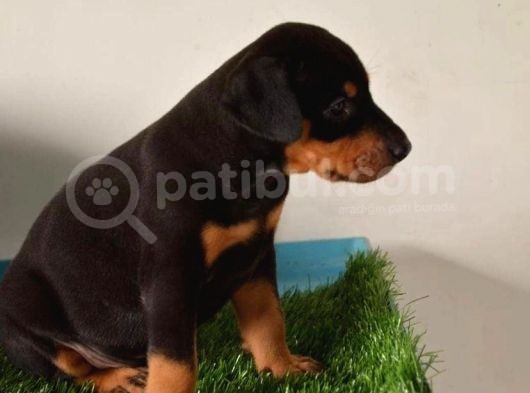 Anatomi̇ Hari̇kasi Doberman Yavrulari görsel