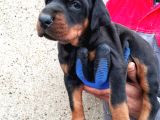 King Doberman Yavrular