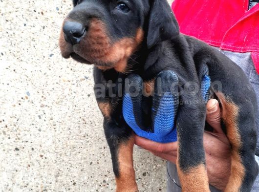 King Doberman Yavrular görsel