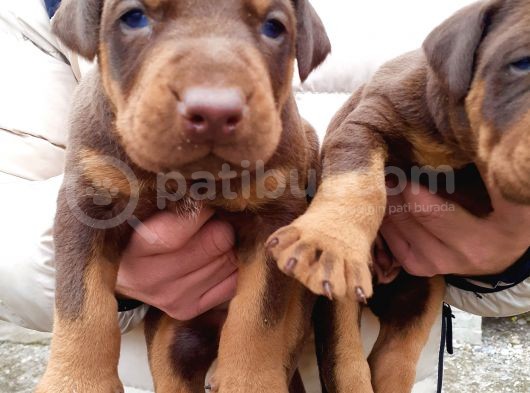 King Doberman Yavrular görsel
