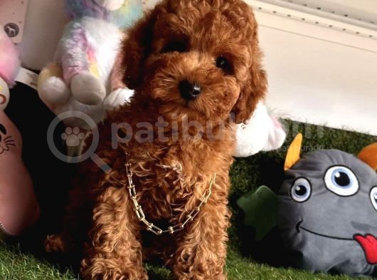 Kivir Kivir Tatli Tüylü Toy Poodle Yavrular görsel