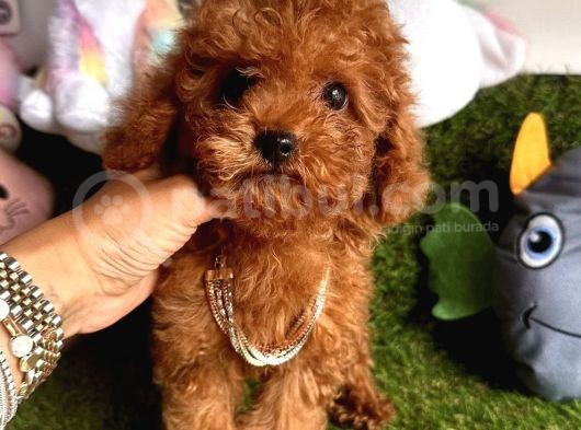Kivir Kivir Tatli Tüylü Toy Poodle Yavrular