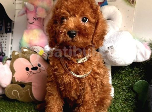 Kivir Kivir Tatli Tüylü Toy Poodle Yavrular görsel