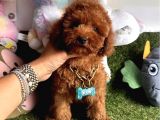 Kivir Kivir Tatli Tüylü Toy Poodle Yavrular