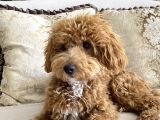 8 Aylik Egitimli Zeki Poodle