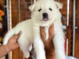 Ayi̇ Yavrusu Samoyed A Kali̇te Irk