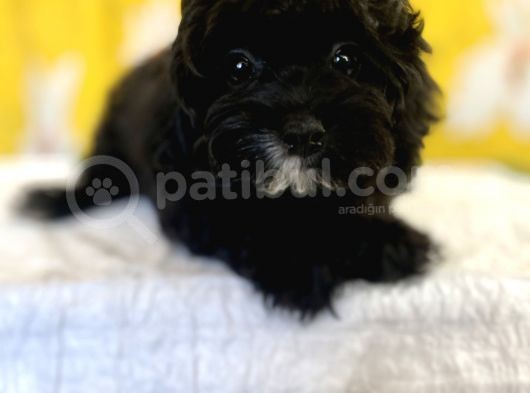 Siyah Inci Maltipoo Kızımız