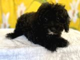 Siyah Inci Maltipoo Kızımız