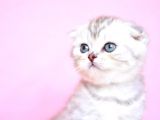 Asil Soydan Silver Scottishfold