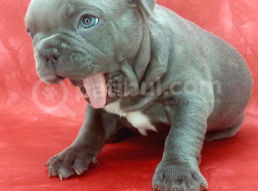 Muhteşem Güzelli̇kte Ve Anatomi̇de Blue French Yavrumuz görsel