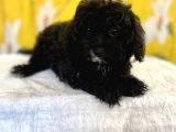 Siyah Inci Maltipoo Kızımız