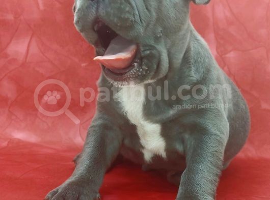 Muhteşem Güzelli̇kte Ve Anatomi̇de Blue French Yavrumuz görsel