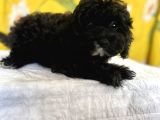 Siyah Inci Maltipoo Kızımız